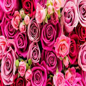 ایده-های-هدیه-روز-ولنتاین:-گلهای-عالی-برای-ارسال-به-دوستانتان